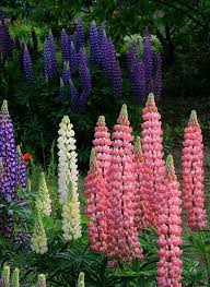 Treklens Pink And Blue Lupin Flowers Photo Lupine Flowers Fancy Flowers Flowers