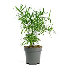 Image result for Asparagus falcatus