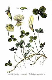 Image result for Trifolium purseglovei