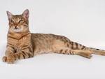 Savannah Cat Care & FAQ :: Urban Safari Cattery