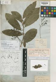 Image result for Synandrodaphne