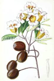 Image result for Rothmannia globosa