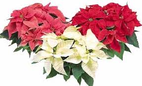 What types of grills are available at the home depot san bernardino store this spring? Boulevard Florist Wholesale Florist And Flowers In Los Angeles