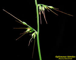 Image result for Oplismenus hirtellus