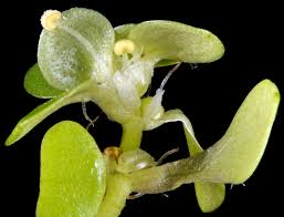 Image result for Callitriche