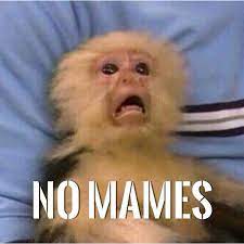 No Mames Monkeys Funny Mexican Humor Bad Memes