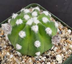 Echinopsis subdenudatum fuzzy navel origin: Echinopsis Subdenudata Fuzzy Navel Planet Desert