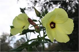 Image result for Abelmoschus