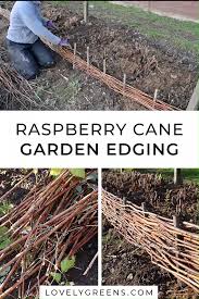 Birdies Raised Garden Beds Review Diy Garden Edging Using Pruned Raspberry Canes Video Video In 2020 Garden Edging Raspberry Canes Garden Projects