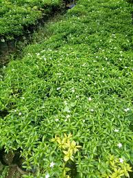 We did not find results for: Tanaman Sabrina Sinox Nursery