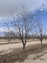 The nuts are large and elliptical and grow in clusters. Training Pecan Trees Setting Some Limits Pecan South Magazinepecan South Magazine The Pecan Industry S Leading Publication Published Monthly For Pecan Producers Processors And All Others Involved Or Interested In The