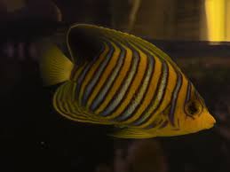 Yellow fish, that ARENT yellow tangs! 