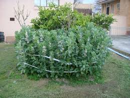 Image result for Vicia faba