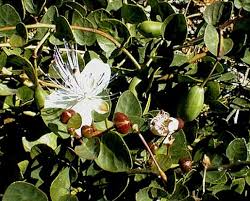 Image result for Capparis cartilaginea