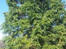Image result for Copaifera baumiana
