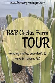 Discover a selection of 1,500 vacation rentals in b & b cactus farm, tucson that are perfect for your trip. Local Tourist B B Cactus Farm Tour Forever Growing Up