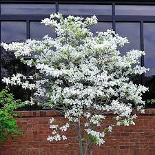 Flowering dogwood is recognized by most people for its spring floral display that can be white or pink. White Flowering Dogwood Naturehills Com