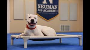 Instead of boarding your puppy at a kennel, let him/her stay with our expert trainer. Deedee Dogo Argentino Boot Camp Dog Training Video Demonstration Youtube