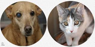 12/10/09 recheck examination by dr, positive fluorescein stain retention at this time indicates ulcers corneal ulcers look to be healing well. Corneal Ulcers On Your Dogs Or Cat S Eye