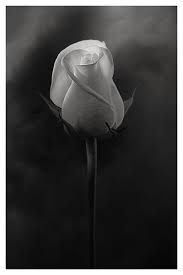 Rose And Cloudy Mood Photo By Photographer Floriana Barbu Black And White Flowers White Roses Black White Photos