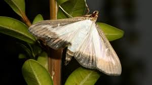 Image result for caterpillar box tree moth inside buxus plant