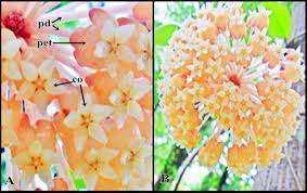 Flowers Of Hoya Incrassate A Corona Co Pedicel Pd And Petals Download Scientific Diagram