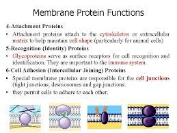 Platelet membrane glycoprotein — platelet membrane glycoproteins are surface glycoproteins on platelets which have a key role in haemostasis and thrombosis such cell membrane — illustration of a eukaryotic cell membrane the cell membrane or plasma membrane is a biological mem … Plasma Membrane Cell Membrane Systems Organs Tissues Cell