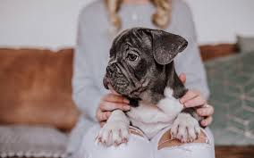 You will find everything you need to make sure your furry friend is well taken care of. Why Does My Dog Sit On Me The 6 Most Common Reasons