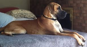 However, if not properly socialized a great dane may become fearful or aggressive towards new stimuli, such as strangers and new environments. Great Dane Rescue Adopt A Dane Want To Adopt