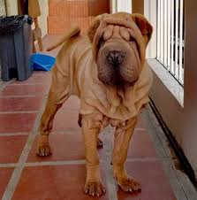 Chinese shar pei puppies can cost around $600 to $1,200. Top Shar Pei Philippines Home Facebook