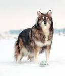Utonagan Dog Breed Information and Pictures