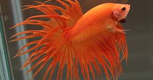Orange Crowntail Betta Fish Pet Fish Betta
