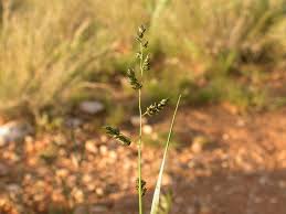 Image result for Eragrostis echinochloidea