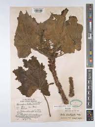 Image result for Obetia