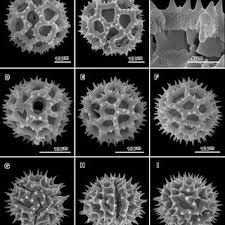 Image result for Distephanus divaricatus