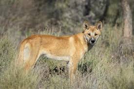 Did A Dingo Eat Her Baby Sword And Scale