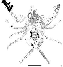 Having said that, ill try anything once, and. Pdf Four Additional Specimens Of The Fossil Camel Spider Cratosolpuga Wunderlichi Selden 1996 Arachnida Solifugae From The Lower Cretaceous Crato Formation Of Brazil Semantic Scholar