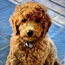 Check spelling or type a new query. Darby Park Doodles Home Facebook