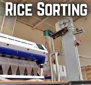 Rice Sorting | Improving Rice Quality With Sorting Machine