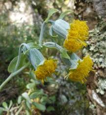 Image result for Kleinia schweinfurthii