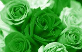 Wallpaper para iphone 6, wallpaper huawei, iphone backgrounds, flower backgrounds, wallpaper backgrounds, wallpaper ideas, trendy wallpaper, flowers background iphone, mint green wallpaper iphone. Green Roses Wallpaper