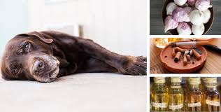 19 Produits Du Quotidien Qui Peuvent Intoxiquer Votre Chien Ou Votre Chat