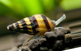 Leggi le interpretazioni del sogno e segna i numeri della smorfia da giocare per vincere. Quali Sono Le Specie Di Lumache E Varieta Quali Lumache Si Possono Mangiare