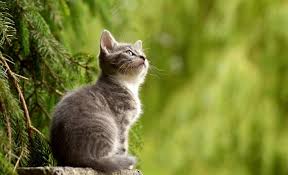 We did not find results for: Arti Mimpi Menyapu Lihat Ular Hingga Digigit Kucing Pernah Mengalami Kumparan Com