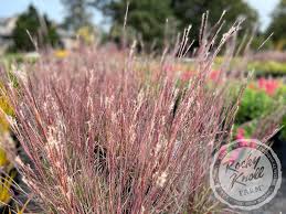 Image result for Schizachyrium claudopus