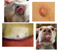 Image result for mastocytoma in dogs