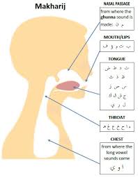 66 Prototypical Points Of Articulation Chart