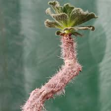 Image result for Smithia elliotii