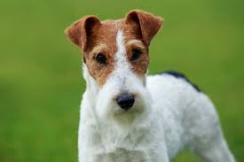 Image result for foxterier drsnosrstý