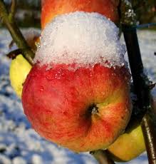 Ontario) ist eine zu den winteräpfeln zählende alte tafelobstsorte des kulturapfels (malus domestica), die 1874 im nordosten der usa gezüchtet wurde. Alte Obstsorten Alte Apfelsorten Ihr Obstbaum Shop Www Alte Obstsorten Online De Apfelbaum Winterapfel Ontarioapfel Alte Apfelsorten